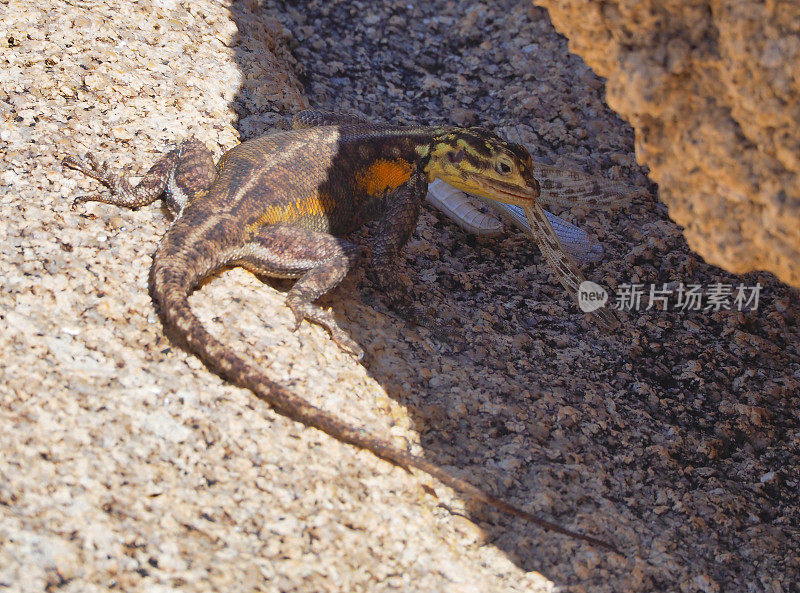 雌性Namib rock agama (agama planiceps)吃昆虫